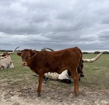TK Lee X  Bayou Cowgirl 