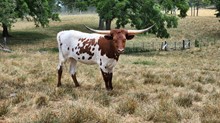 GYPSY'S REBEL SAGE TK