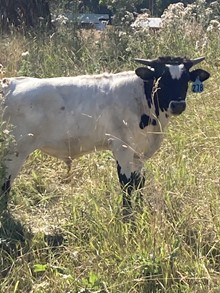 Bull 278