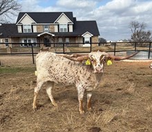 DB SWEET REBEL 🇺🇸