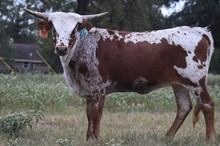 RJF Bling Cha-Ching 136