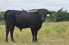 CBF MIDNIGHT THUNDER