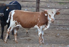 Display of Stars 2014 bull