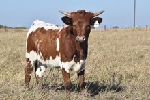 LL BABY DOLL X RJF BLACK MAGIC TAG H350-25