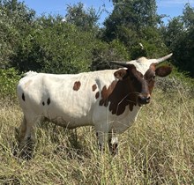 HCL TEXAS DEBUT X 6CR MVP (H)