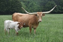 #2307 - HR Rose Bud x Rebel