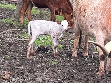 Sunrise x lonestar rebel