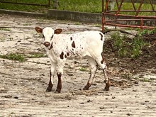 Rising Sun bull