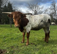 RC Rebel's Iron Lady