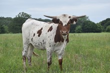 #2217 - GF Primrose x Rebel HR