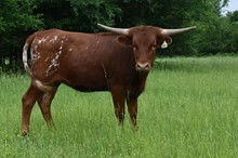 #2218 - Bayou Star x Rebel
