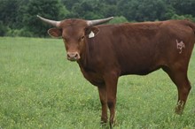 #2227 - Shy Iron X Rebel HR