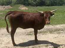 #2230 - HR Whiz Bang x Rebel HR