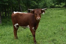 #2248 - Bayou Chris x TK Lee