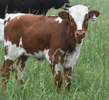 #2305 - Texana Tempest x Rebel