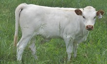 #2309 - HR Beasts Flower x Rebel