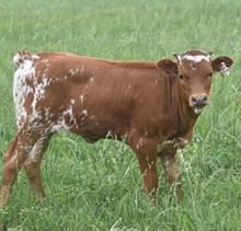 #2311 - HR Spring BJX x Rebel