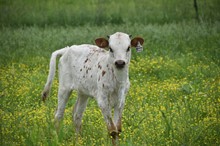 #2312 - CV Running Brook x Rebel