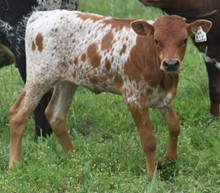 #2314 - HR Rip Dandy x Rebel  HR
