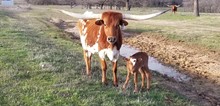#2318 - Bayou Sunshine x Rebel HR