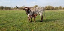 #2319 - HR Cowboys Rescue x Rebel HR