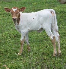 #2321 - RJF Casanova Rosebud x Rebel HR