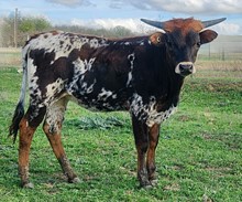 2022 G1F ONE TUFF GINGER HEIFER CALF