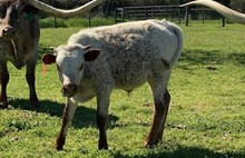 Rebel HR x Texana All Square Tag 217