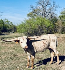 RJF REBEL'S LADY LOVE 302